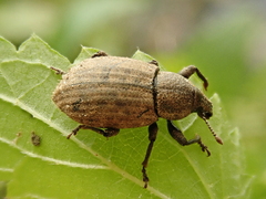 Barynotus obscurus