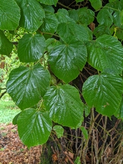 Tilia platyphyllos
