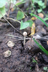 Mycena filopes