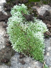 Bryum