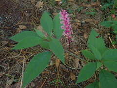 Phytolacca