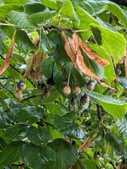 Tilia platyphyllos
