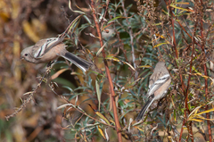 Carpodacus sibiricus