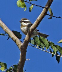 Microspingus torquatus