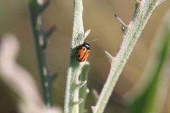 Cryptocephalus rugicollis