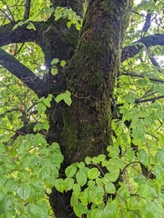 Tilia platyphyllos