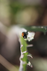 Cryptocephalus rugicollis