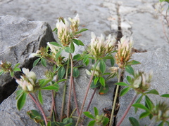 Trifolium dalmaticum