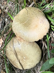 Boletus reticulatus