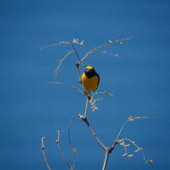 Euphonia chlorotica