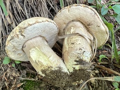 Boletus reticulatus