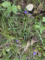 Campanula rotundifolia