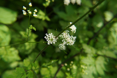 Chaerophyllum temulum