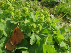 Alchemilla