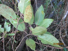 Coussapoa microcarpa