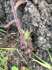 Castilleja arvensis arvensis