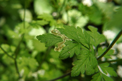 Chaerophyllum temulum