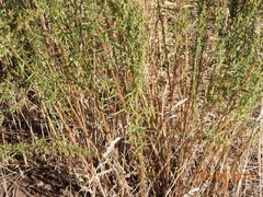 Artemisia dracunculus