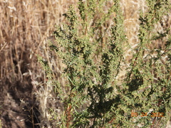 Artemisia dracunculus