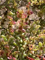 Salsola divaricata