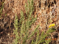 Artemisia dracunculus