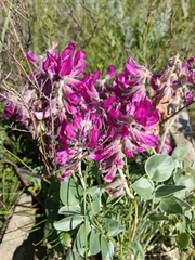 Hedysarum argyrophyllum