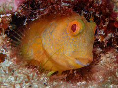 Parablennius pilicornis