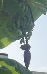 Musa × paradisiaca