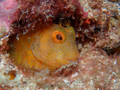 Parablennius pilicornis