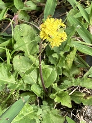 Youngia japonica