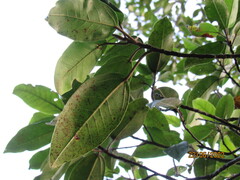 Coussapoa microcarpa