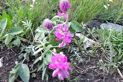 Hedysarum argyrophyllum