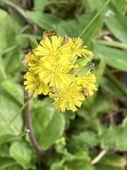 Youngia japonica