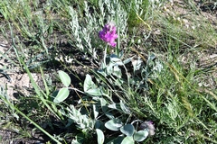 Hedysarum argyrophyllum