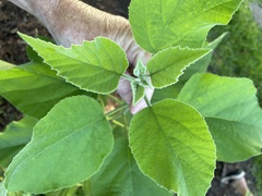 Hibiscus lasiocarpos