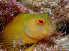 Parablennius pilicornis