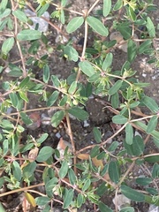 Euphorbia glyptosperma