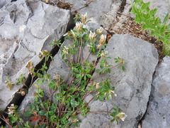 Trifolium dalmaticum