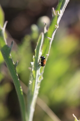 Cryptocephalus rugicollis