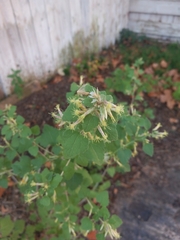 Brickellia californica