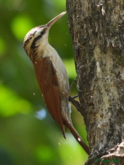 Lepidocolaptes angustirostris