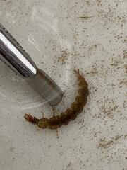 Hydrobiosidae