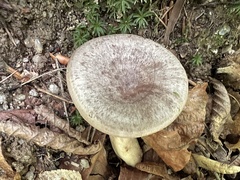 Lactarius fuliginosus