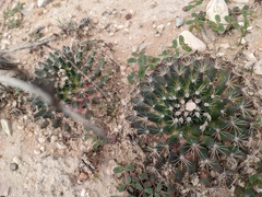 Mammillaria heyderi