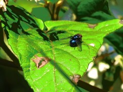 Lucilia eximia