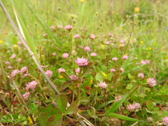 Trifolium resupinatum