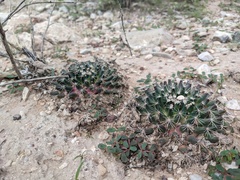 Mammillaria heyderi