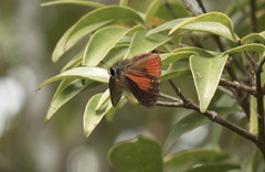 Deudorix epijarbas