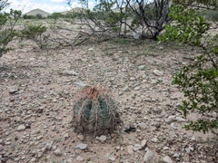 Echinocactus horizonthalonius