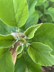 Hibiscus lasiocarpos